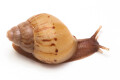 Lissachatina zanzibarica typ 3 juvenil